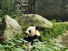 -都江堰中华大熊猫苑