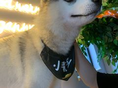 -Husky Go! 哈士奇体验馆·宠物咖啡厅狗咖