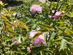 -洛阳市隋唐城遗址植物园