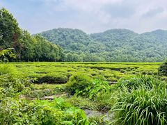 -中国茶叶博物馆(双峰馆区)