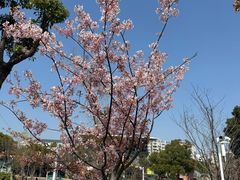 -新江湾城公园