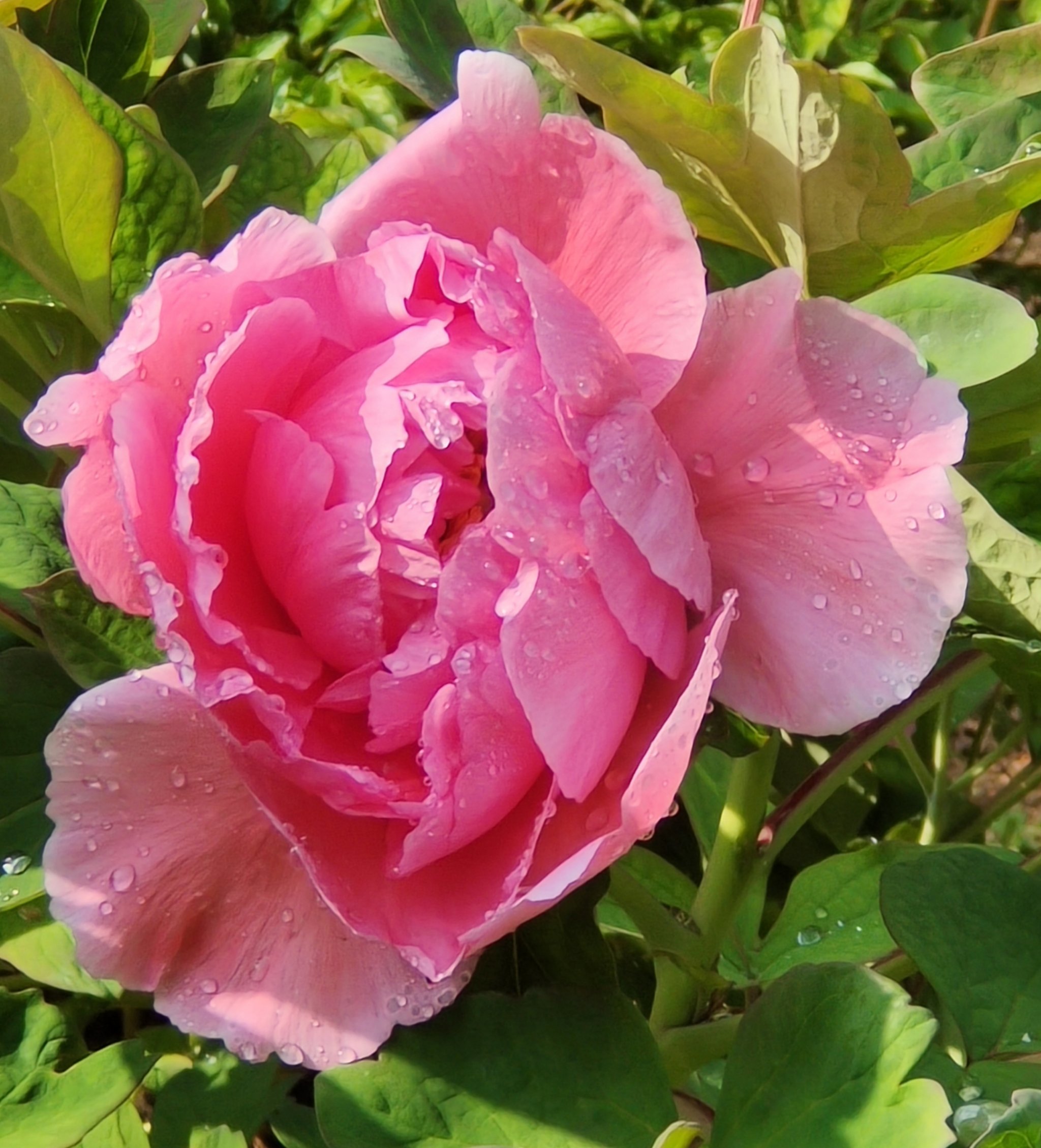 谷雨花牡丹