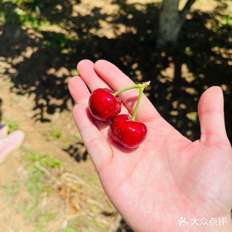 这个时候最适合来摘樱桃了。中午还去附近吃鸽子了