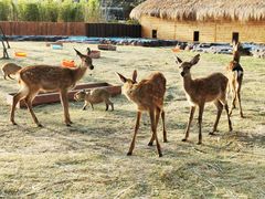 -南京金牛湖风景区