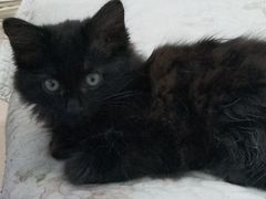 -西安京西宠物医院·瘫痪·疑难杂症