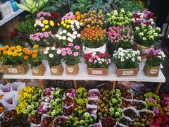 -秦美花卉(天朗·莱茵小城2期店)
