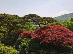 -西湖外事游船(花港观鱼码头)