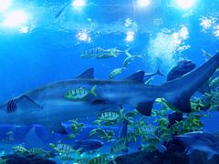 -成都浩海立方海洋公园