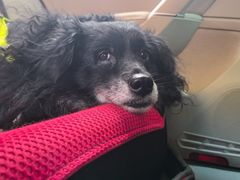 -瑞派福兴宠物医院犬猫全科·骨科·中西医结合(河东店)