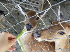 -鹿境梅花鹿生态园区