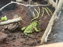 -上海大自然野生昆虫馆(东方明珠·爬宠昆虫探索中心)