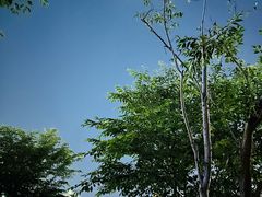 -摆渡站(董家渡站)