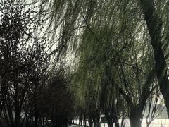 -羊山湖公园