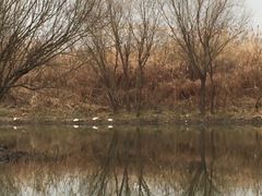 -新江湾城公园