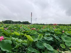 -嘉北郊野公园
