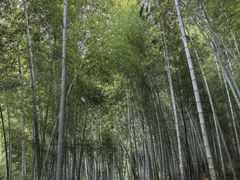 -上海佘山国家森林公园天马山园