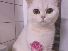 -东方名猫馆·英短金渐层布偶猫舍(环线广场1号楼店)