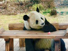 -无锡动物园·太湖欢乐园