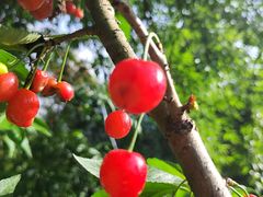 -樱桃山旅游景区