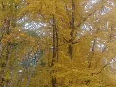 -绵阳人民公园(涪城区)