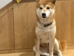 -是阿柴呀！柴犬咖啡·爱喵喵猫咖