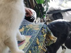 -平行世界·猫咖(首经贸店)