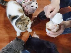 -猫小院猫主题咖啡厅(北锣店)