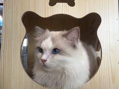 -瞄一喵猫咖(格力海岸店)
