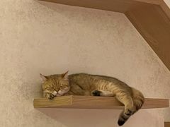 -猫腻·猫咖·撸猫馆(星光大道店)