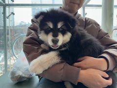 -帕帕拉兹宠物(亚洲旗舰店)