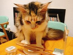 -猫色咖啡·猫咖
