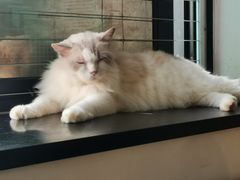 -楼上猫咖(罗湖店)