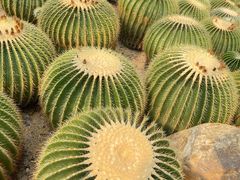 -深圳仙湖植物园