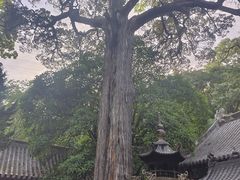 -青岛崂山太清宫