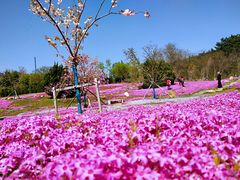 -棒棰岛宾馆景区