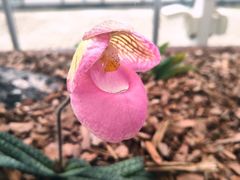 -上海鲜花港