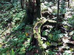 -五营红松林海景区