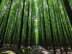 -山王坪喀斯特国家生态公园