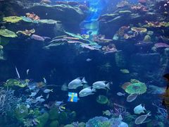 -暹罗海洋世界