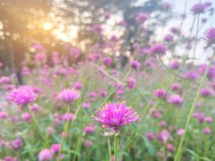 -松山湖梦幻百花洲