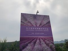 -北京东方普罗旺斯薰衣草庄园