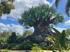 -奥兰多迪士尼动物王国乐园