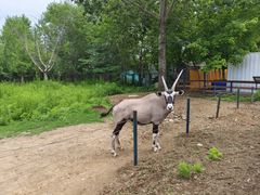 -大连森林动物园