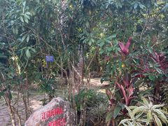 -中国科学院西双版纳热带植物园