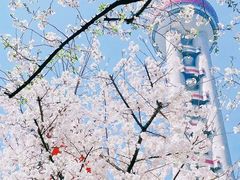 -东方明珠广播电视塔