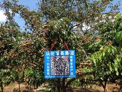 -从化深英荔枝黄皮龙眼采摘园