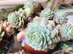 -龙大花卉苗木市场