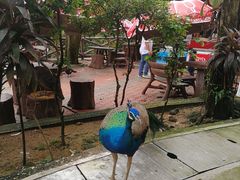 -吉隆坡雀鸟公园