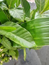 -HEYAN荷妍专业脱毛连锁机构