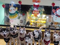 -Husky Go! 哈士奇体验馆·宠物咖啡厅狗咖